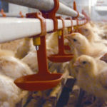 Клетки для цыплят купить по низким ценам из Китая