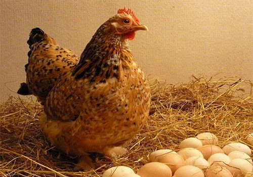 разведение кур несушек для получения яиц