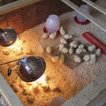 Температурный режим в курятнике для цыплят