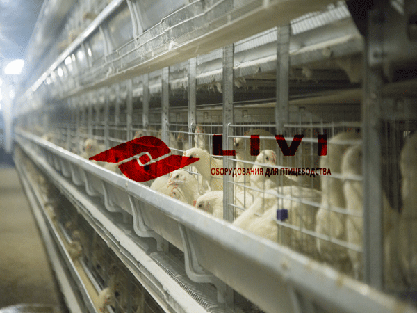 Разницы между клеточным и напольным выращиванием кур