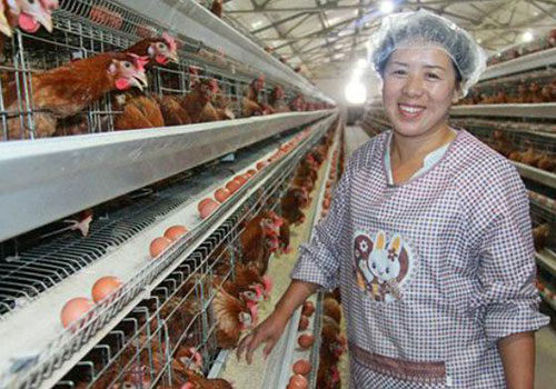 Клетки для куриц несушек купить из Китая по низким ценам